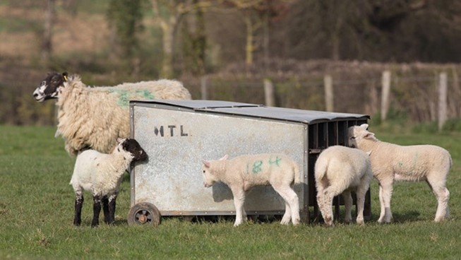 Gradual weaning protocol for lambs
