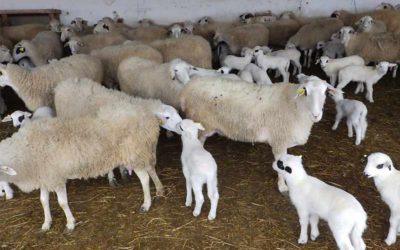 Contrôle de la pneumonie progressive du mouton (Visna Maëdi) sur l’exploitation