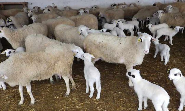 Controllo della polmonite progressiva ovina (Maedi Visna) a livello di allevamento