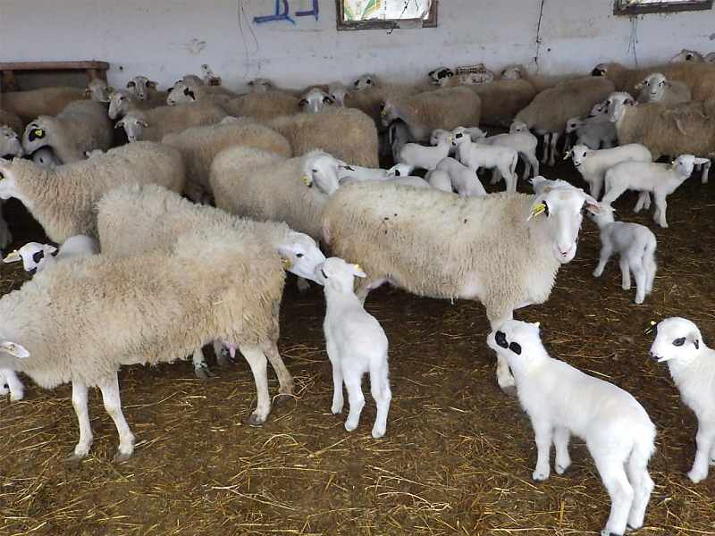 Controllo della polmonite progressiva ovina (Maedi Visna) a livello di allevamento