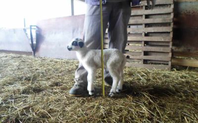 Prevention of lamb diseases through proper new-born management