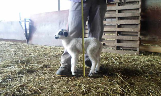 Prevenzione delle malattie degli agnelli attraverso una corretta gestione del neonato