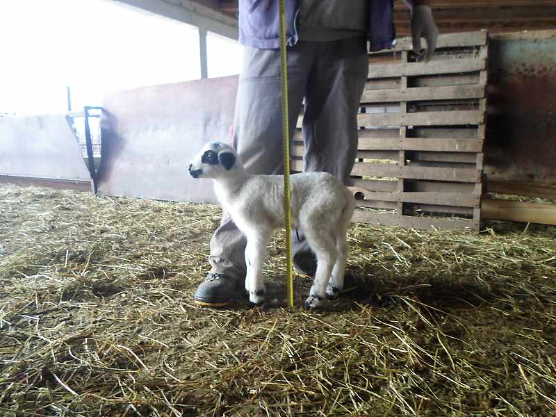Prevenzione delle malattie degli agnelli attraverso una corretta gestione del neonato
