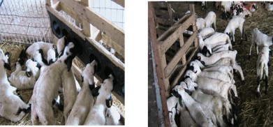 Practical advices on Artificial feeding in new-born lambs