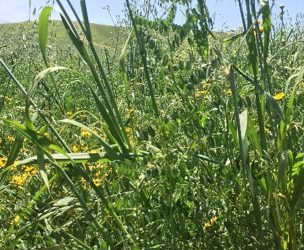 Dos combinaciones exitosas de cultivos forrajeros de invierno de leguminosas y cereales