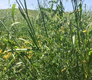 Two successful combinations of legume/cereal winter forage crops
