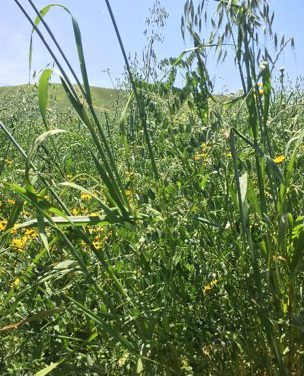 Two successful combinations of legume/cereal winter forage crops