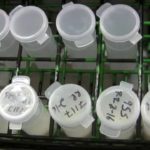 Causes d’une forte concentration d’urée dans le lait et solutions pour éviter les excès de protéines : lien entre ingestion de protéines et urée, modalités d’analyse de l’urée dans le lait
