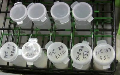 Fuentes de alto contenido de urea en leche y cómo evitar el contenido excesivo de proteínas, vínculos entre la ingesta de proteínas y la urea, modalidades para controlar la urea en leche