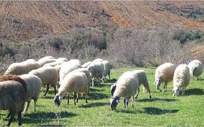 Methods to calculate vitamin and mineral content of feeds and pastures