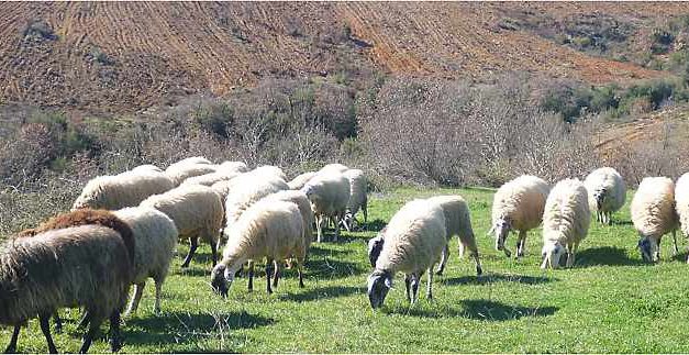 Methods to calculate vitamin and mineral content of feeds and pastures