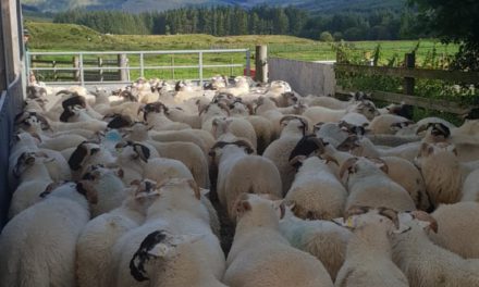 Emploi d’un traitement ciblé-sélectif (TST) pour les agnelles