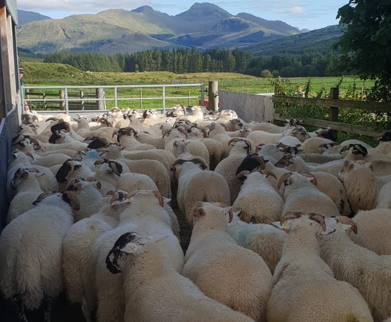 Use of Targeted Selective Treatment (TST) for ewe lambs