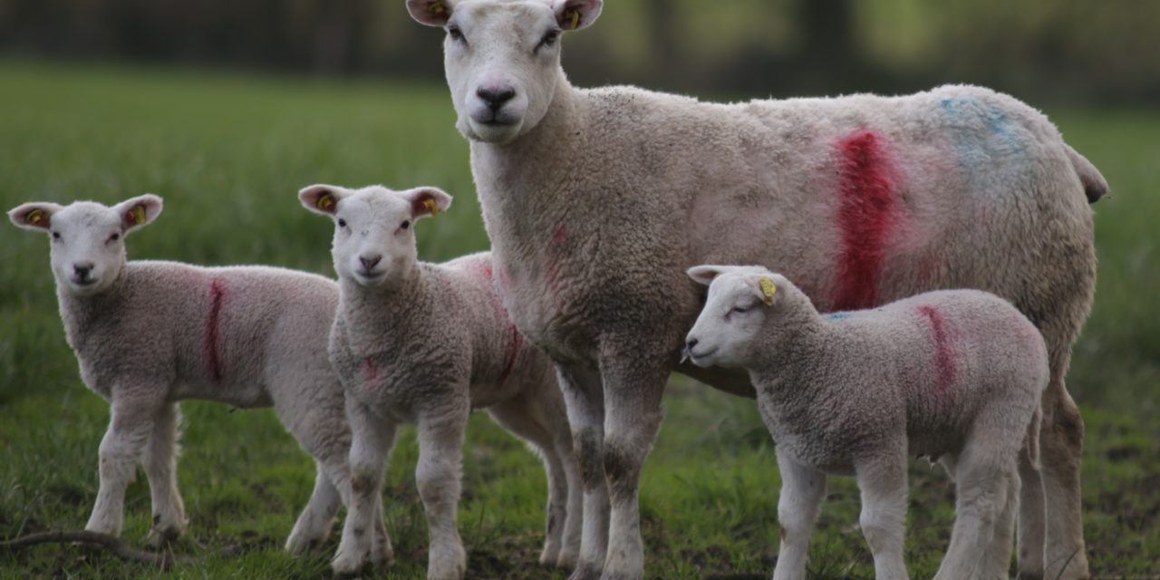 Effect of birth and rearing type on lamb performance
