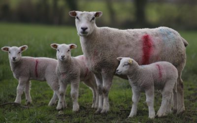 Influence du type de naissance et du mode d’élevage sur les performances des agneaux