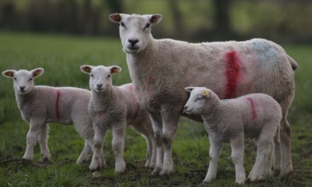 Effect of birth and rearing type on lamb performance