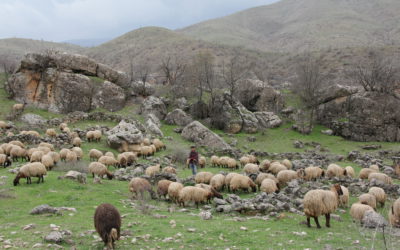 “Wikiloc”: una herramienta gratuita para registrar las actividades de pastoreo