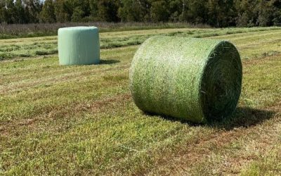 Comment produire de l’enrubanné d’herbe de bonne qualité