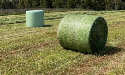 Comment produire de l’enrubanné d’herbe de bonne qualité