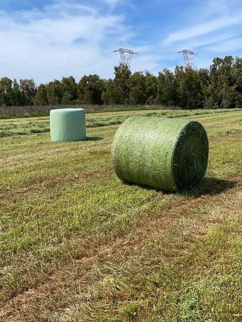 Cómo producir silo de hierba de buena calidad