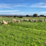 Nutrition plan of ewe-lambs from weaning to mating