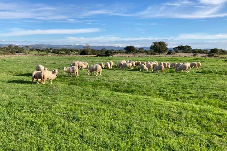 Nutrition plan of ewe-lambs from weaning to mating