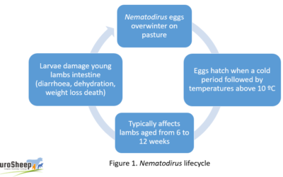 Control de Nematodirus – uso preventivo y antihelmíntico