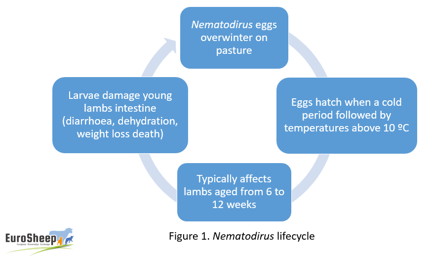 Control de Nematodirus – uso preventivo y antihelmíntico