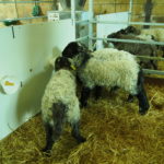 Manual of good practices for the management of lambs on artificial rearing