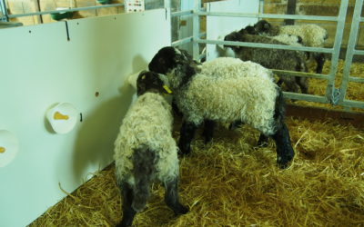 Manuale di buone pratiche per la gestione degli agnelli in allattamento artificiale.