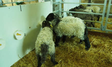 Manual de buenas prácticas para el manejo de corderos en lactancia artificial.