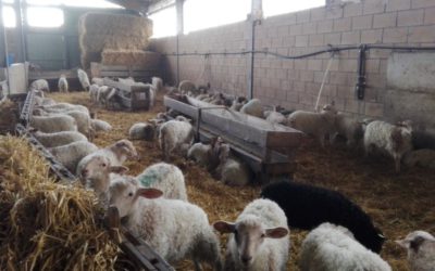 Πρόγραμμα αποπαρασιτισμού για πρόβατα