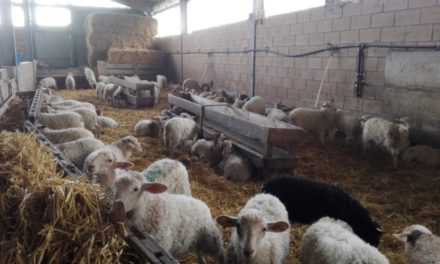 Programme de vermifugation pour ovins