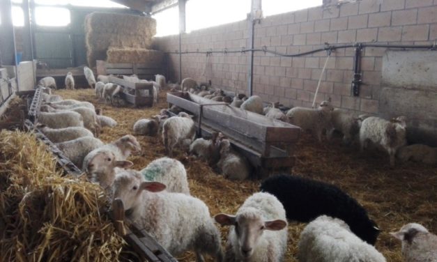 Programma di sverminazione per pecore