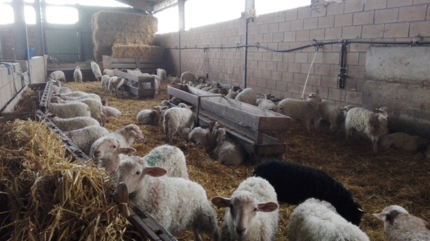 Deworming program for sheep