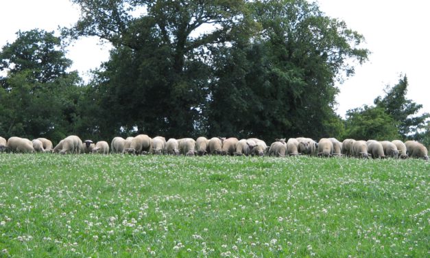 HerbValo – Assessing the amount of grass used on the pasture
