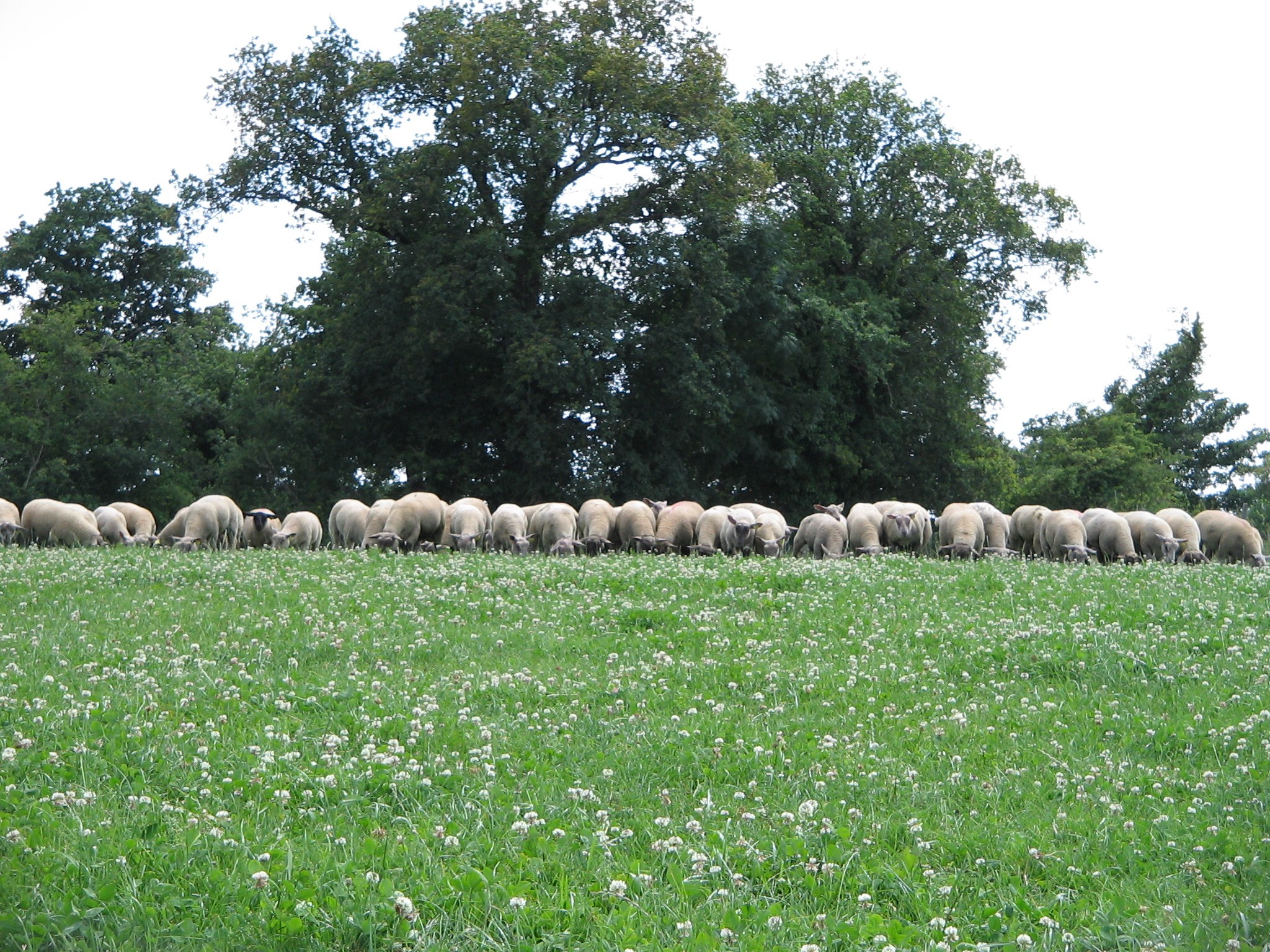 lambs on grass