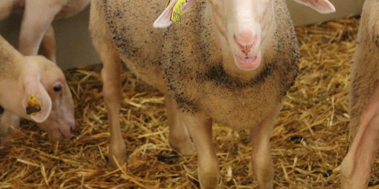 Rationing ewe lambs for better udder development
