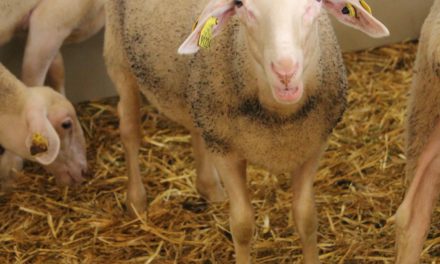 Rationner les agnelles pour un bon développement de la mamelle