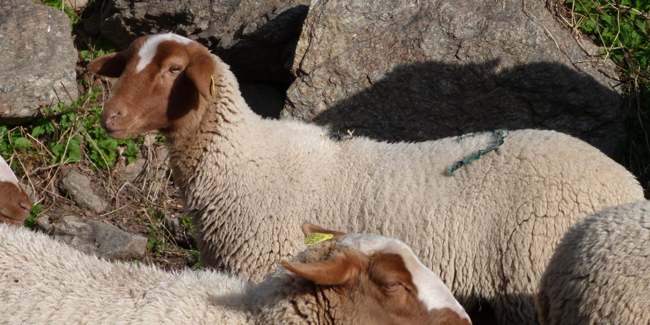 Peso vivo a las edades típicas de las ovejas