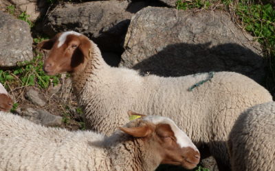 Des poids vifs à âges types pour les futures agnelles de renouvellement