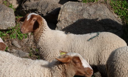 Des poids vifs à âges types pour les futures agnelles de renouvellement
