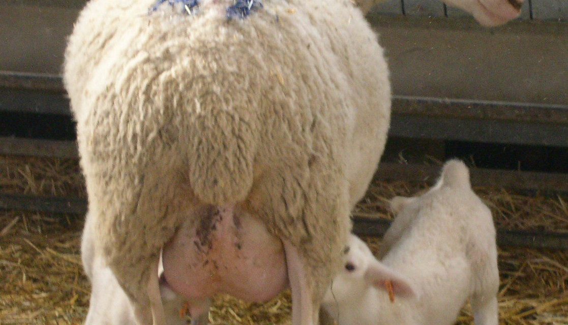 Μέθοδος αξιολόγησης της μορφολογίας του μαστού στα κρεοπαραγωγά πρόβατα