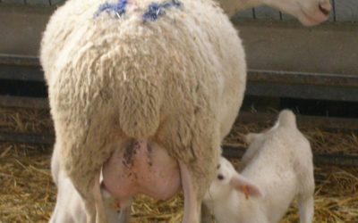 Plantillla para la evaluación de la ubre de ovejas lactantes