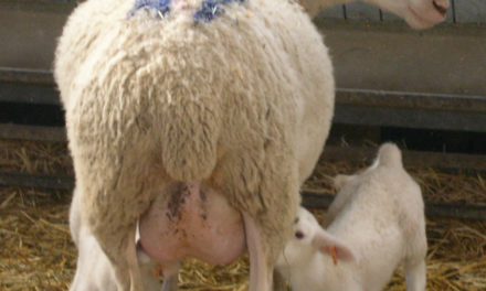Griglia di valutazione della mammella per pecore da carne