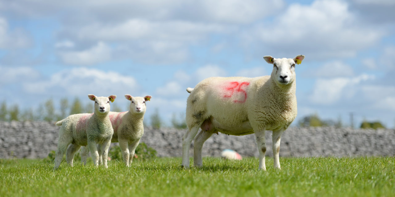 Managing ewe lamb replacements to lamb at 1 year old