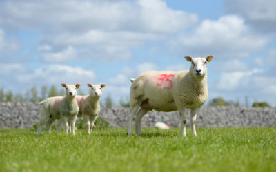 Gestione delle agnelle da rimonta per parti a 1 anno di età