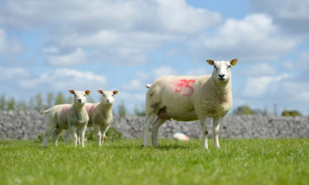 Gestion des agnelles de renouvellement pour un agnelage à 1 an