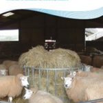 “Feeding the ewe” – takarmány tervezés