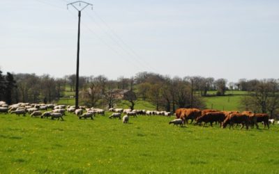 Szarvasmarhák és juhok vegyes legeltetése, mint megoldás a parazita fertőzés korlátozására